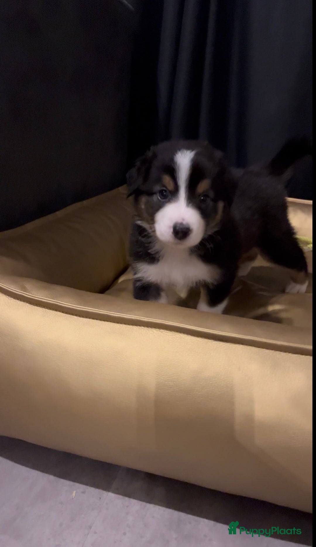 Australian Shepherd honden te koop: Raszuivere Australian Shepherd pups - Advertentie 2