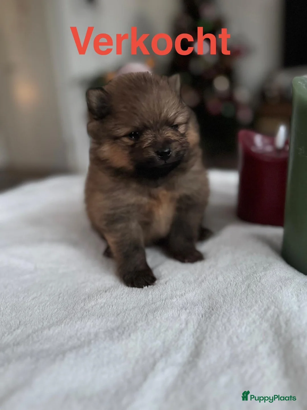 Pomeriaan honden te koop: Prachtig klein Pomeriaan puppy  - Advertentie 7