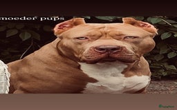 Amerikaanse Bully honden te koop: American Bully XL pups met ABKC stamboom - Afbeelding 15
