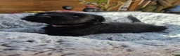 Riesenschnauzer honden te koop: Reuzenschnauzer met FCI-stamboom - Advertentie 8