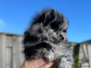 Pomeriaan honden Prachtige Pomeriaan pups - Advertentie 4