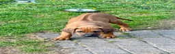 Rhodesian Ridgeback honden te koop: Rhodesian Ridgeback puppy's - Advertentie 8