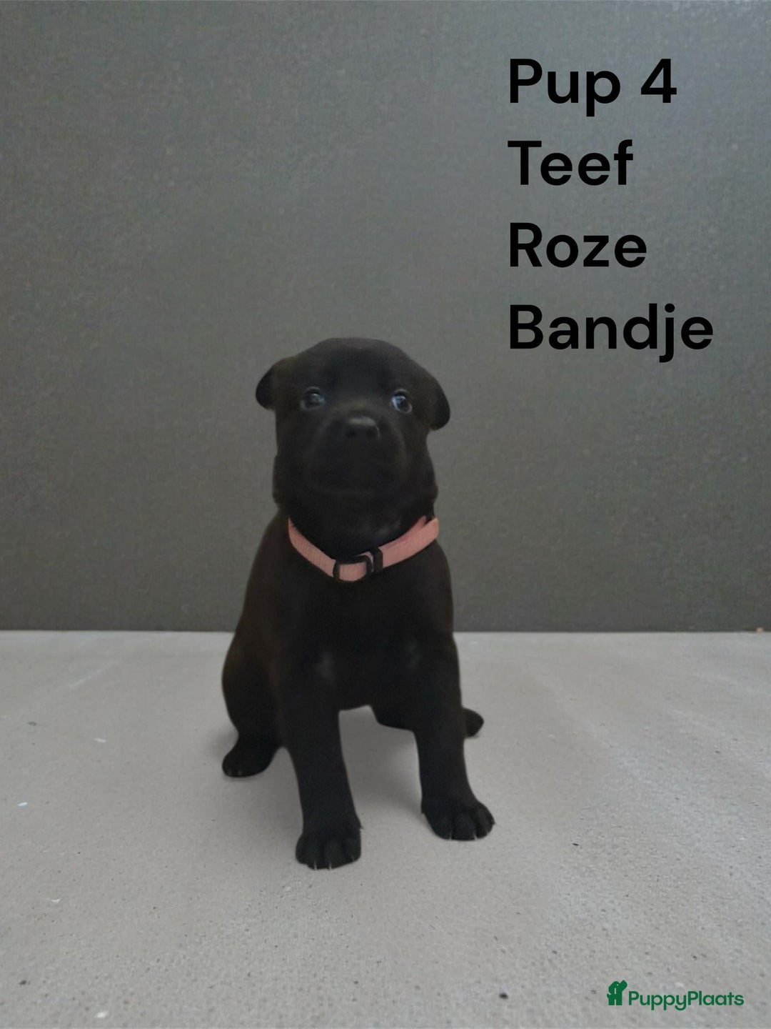 Kruising honden te koop: Kruising mechelse Hollandse herder x duitse herder - Advertentie 9