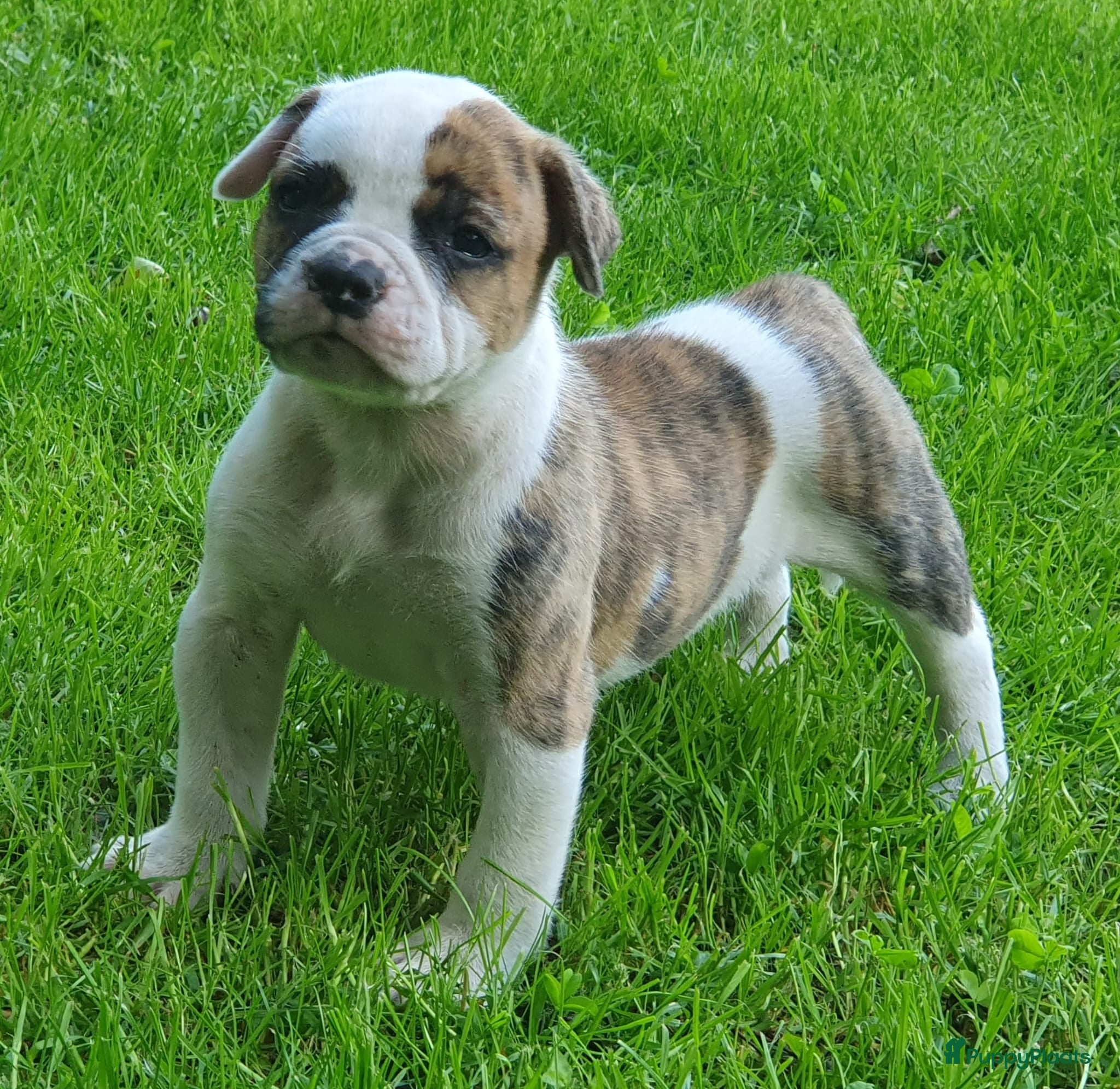 Amerikaanse Bulldog honden Prachtige Amerikaanse bulldog pups met stamboom - Advertentie 2