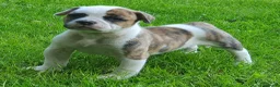 Amerikaanse Bulldog honden te koop: Prachtige Amerikaanse bulldog pups met stamboom - Advertentie 2