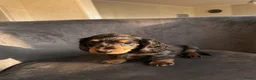 Teckel (korthaar)  honden te koop: Dwergteckel korthaar pupjes  in Amsterdam - Advertentie 7