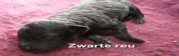 Labradoodle honden te koop: Prachtige Medium Labradoodle pups geboren  - Advertentie 19