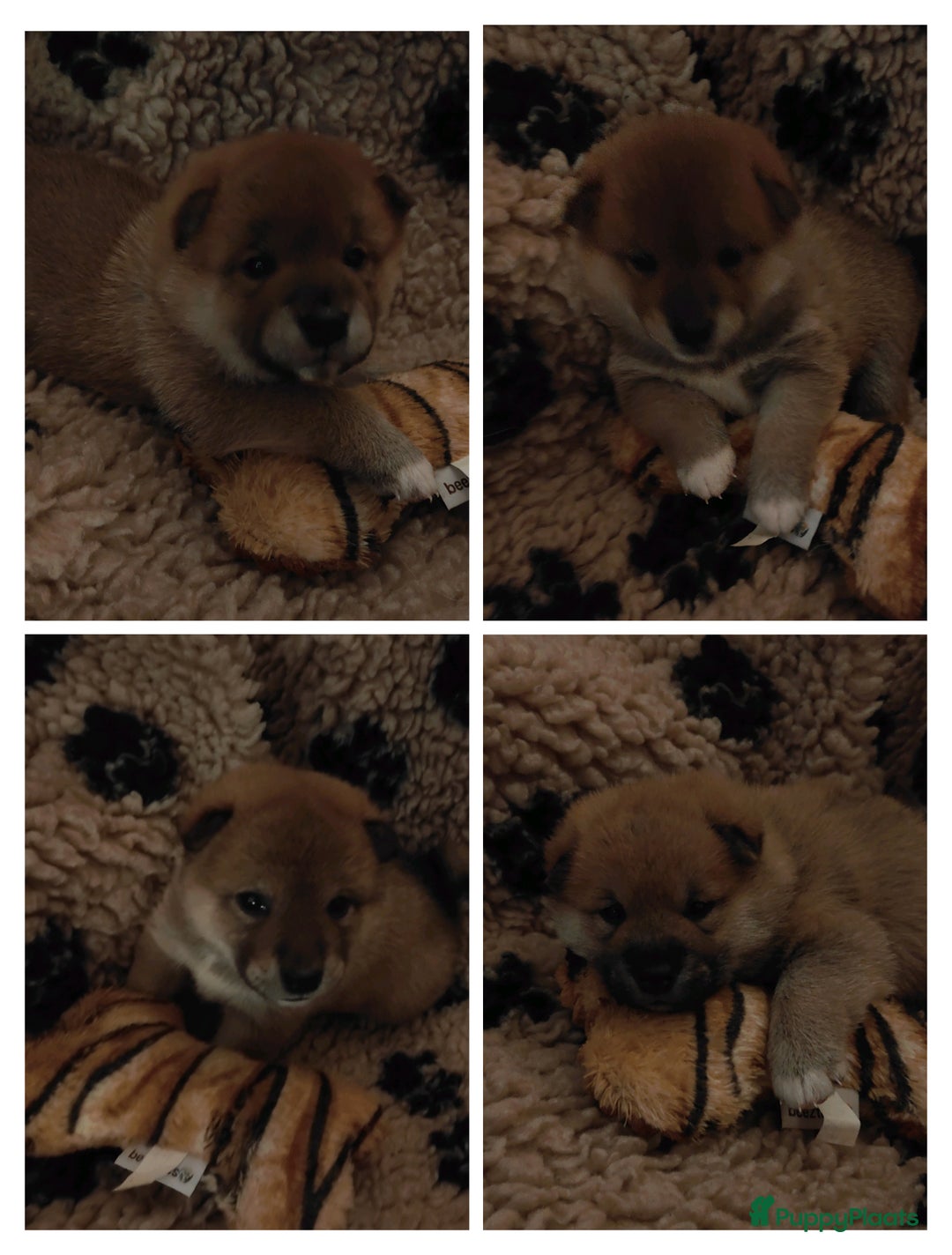 Shiba honden te koop: Shiba Inu pups met FCI stamboom - Advertentie 9