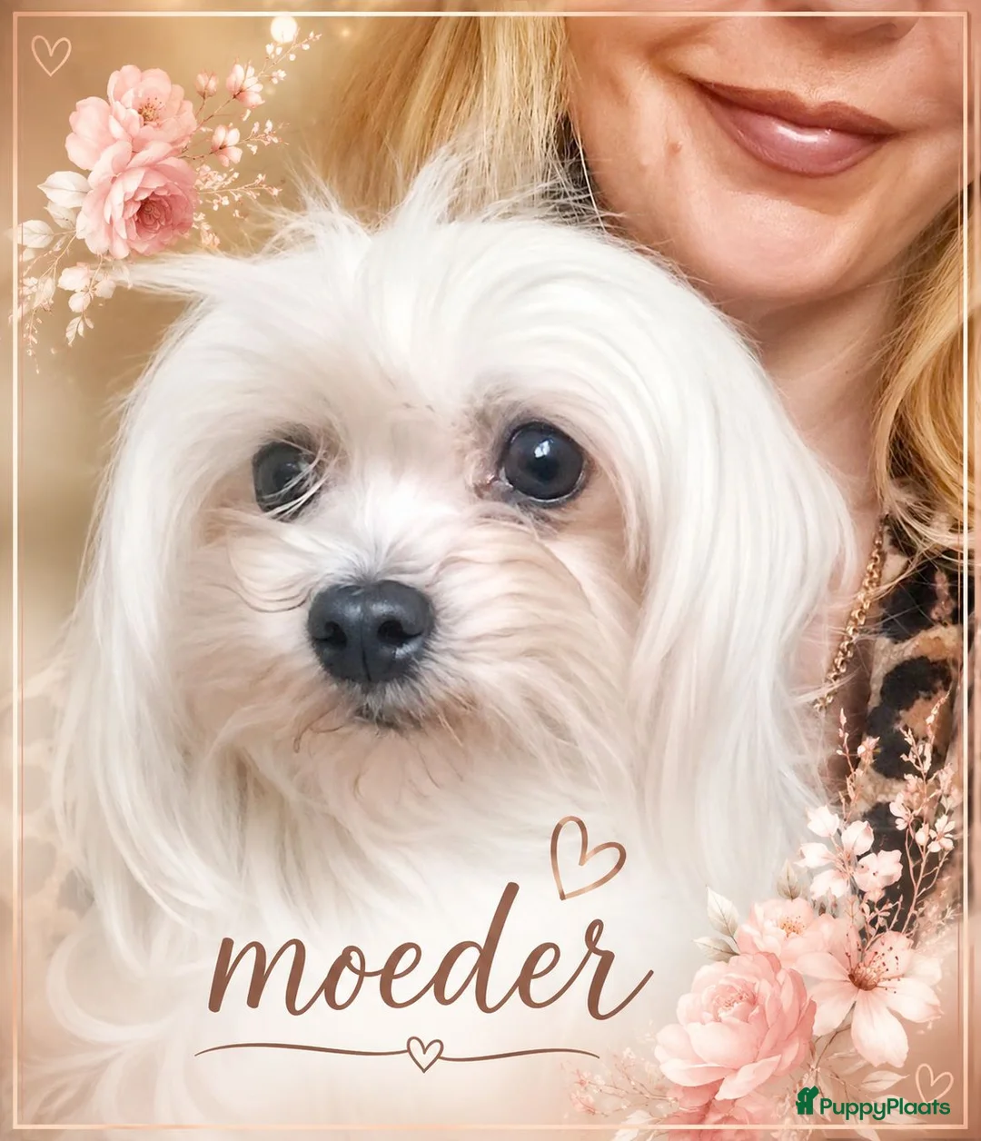 Maltezer honden te koop: Prachtig Maltezer teefje zoekt haar gouden mandje - Advertentie 2