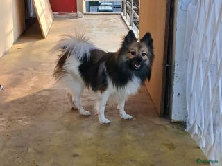 Keeshond honden - Advertentie 8