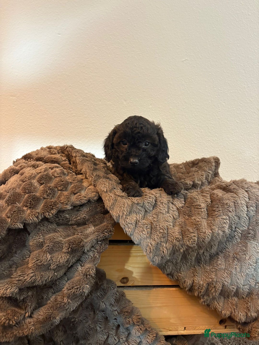 Maltipoo honden te koop: Maltipoo mini pup - Advertentie 3