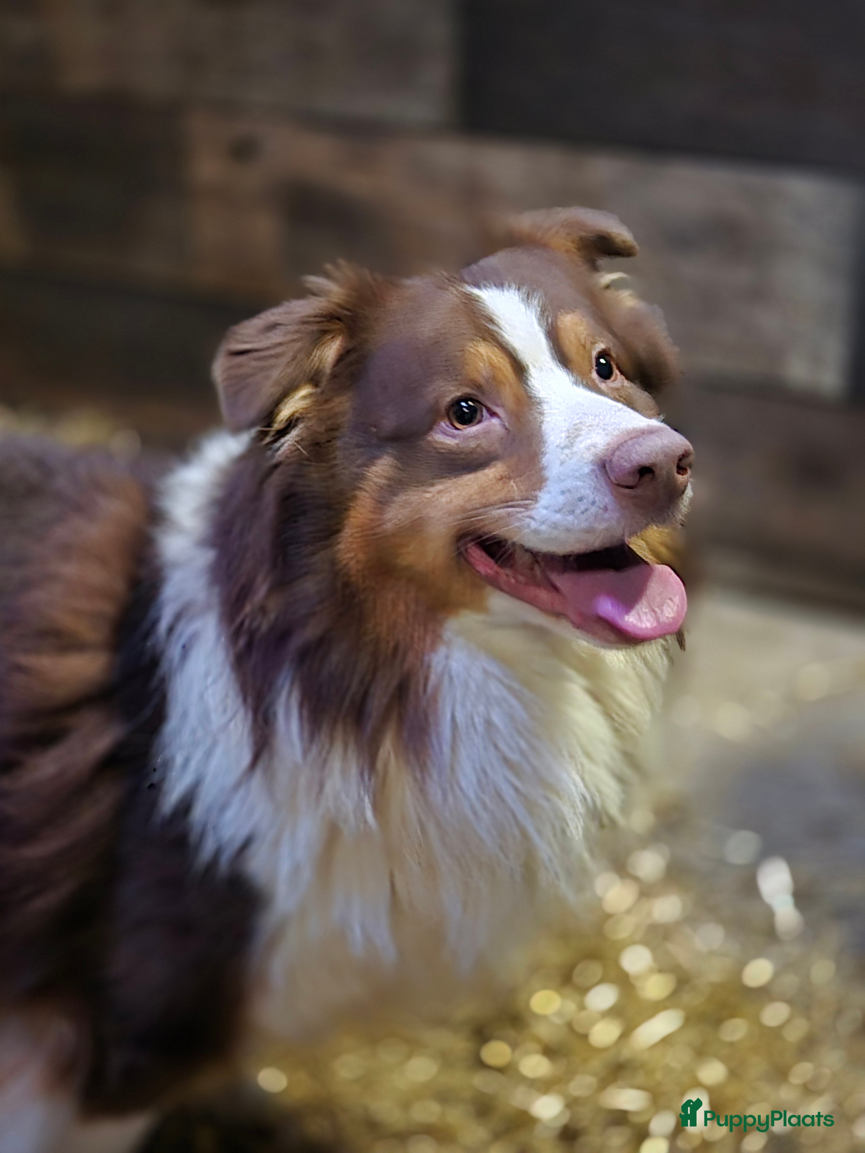 Dex