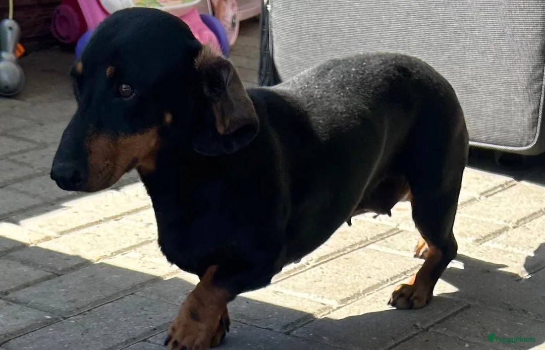 Ruwhaar Teckel honden te koop: Mooie ruwharige teckeltjes - Advertentie 2