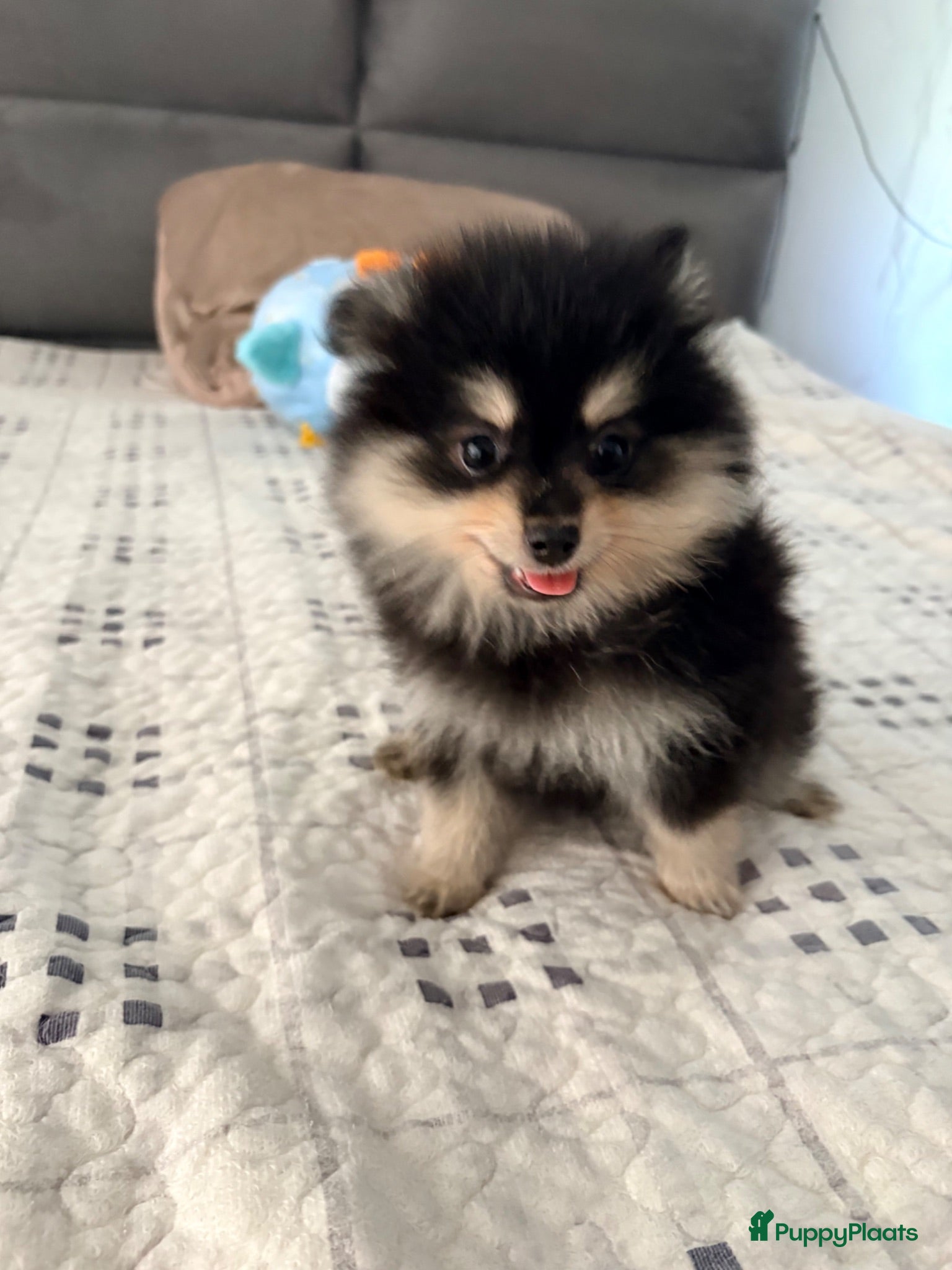 Kruising honden Pomeriaan pups mogen verhuizen - Advertentie 1