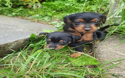 Jack Russel Terriër honden te koop: Toyjecks in Uden - Afbeelding 4
