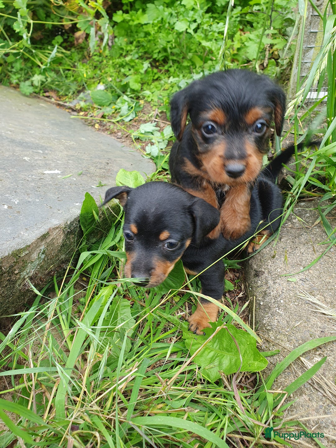 Jack Russel Terriër honden te koop: Toyjecks in Uden - Afbeelding 4