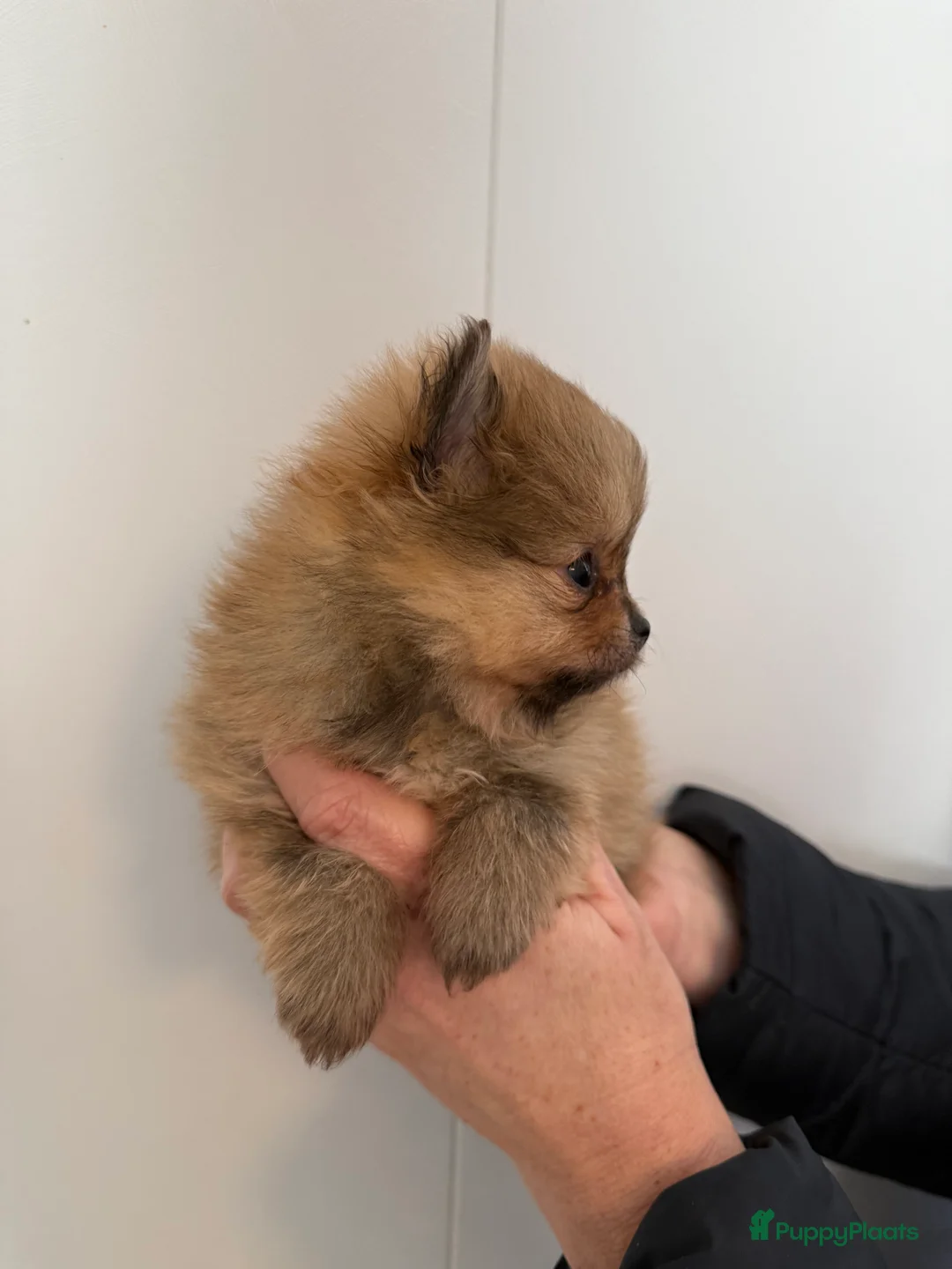 Pomeriaan honden te koop: 100% pomeriaan, 4 teefjes uit showlijn. - Advertentie 8