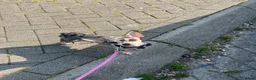 Chihuahua honden te koop: Mini Chihuahua - Advertentie 3