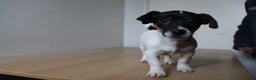 Jack Russel Terriër honden te koop: Mega Mooie jacks te koop - Advertentie 7