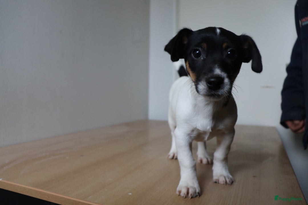Jack Russel Terriër honden te koop: Mega Mooie jacks te koop - Advertentie 7