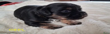 Geel