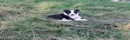Border Collie honden te koop: Mooie, lieve en gesocialiseerde border collie - Advertentie 17