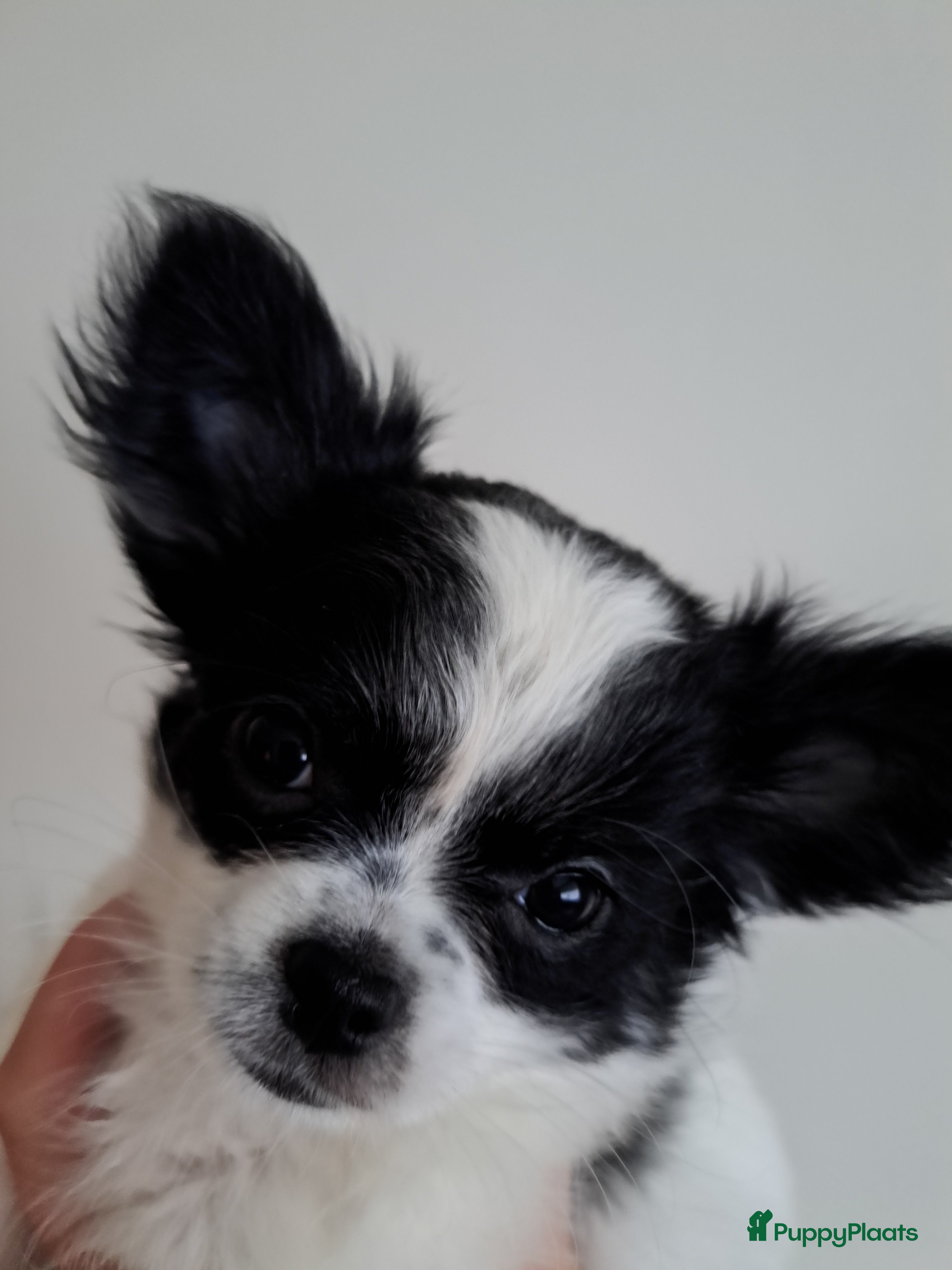 Chihuahua honden Mooi nestje chihuahua pups - Advertentie 4