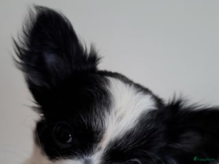 Chihuahua honden Mooi nestje chihuahua pups - Advertentie 3