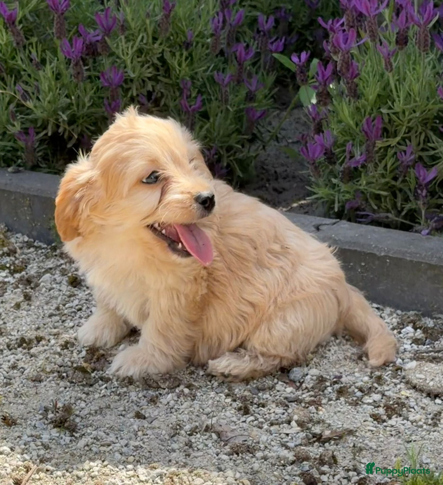 Cockapoo honden te koop: Cockapoo x boomer pups  - Advertentie 4