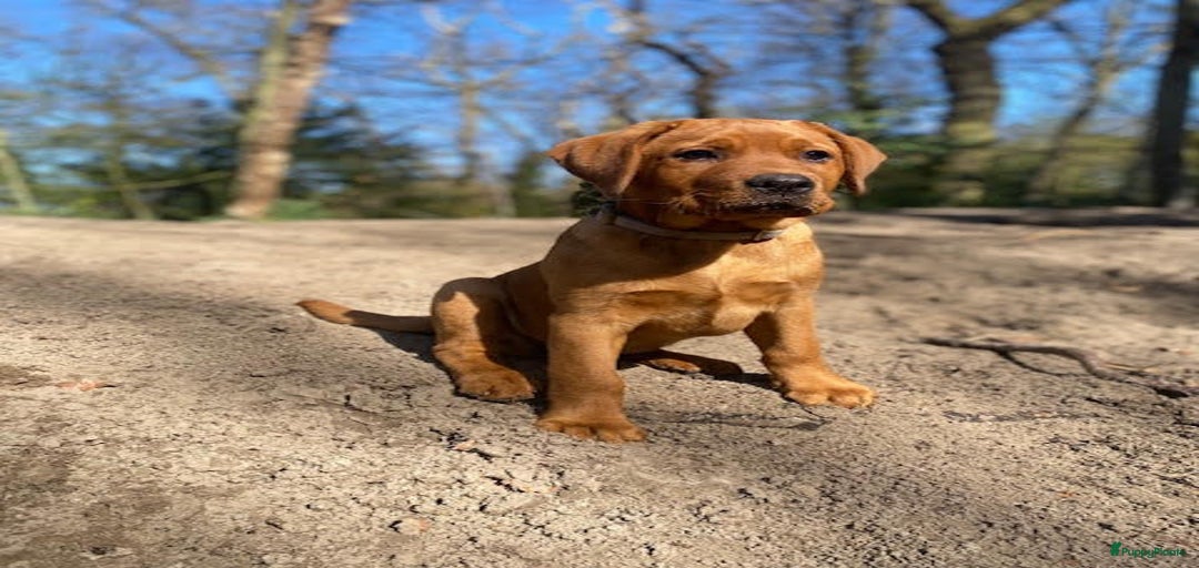 Galerij afbeelding {{count}}