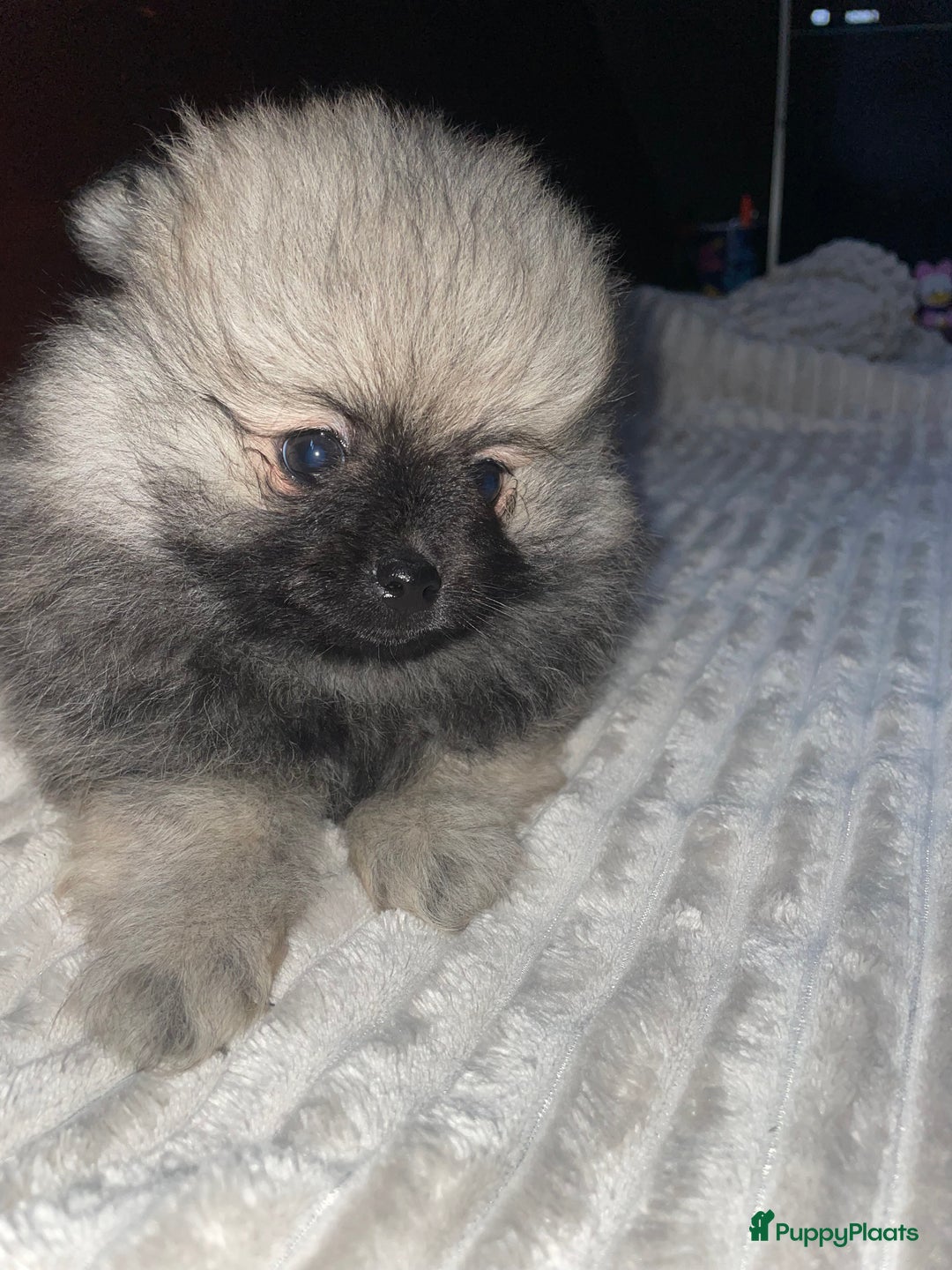 Pomeriaan honden te koop: prachtige pomeriaan pups te koop 1 reutje 1 teefje - Advertentie 6