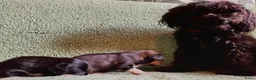 Kruising honden te koop: Orginele Papipoo - Advertentie 4