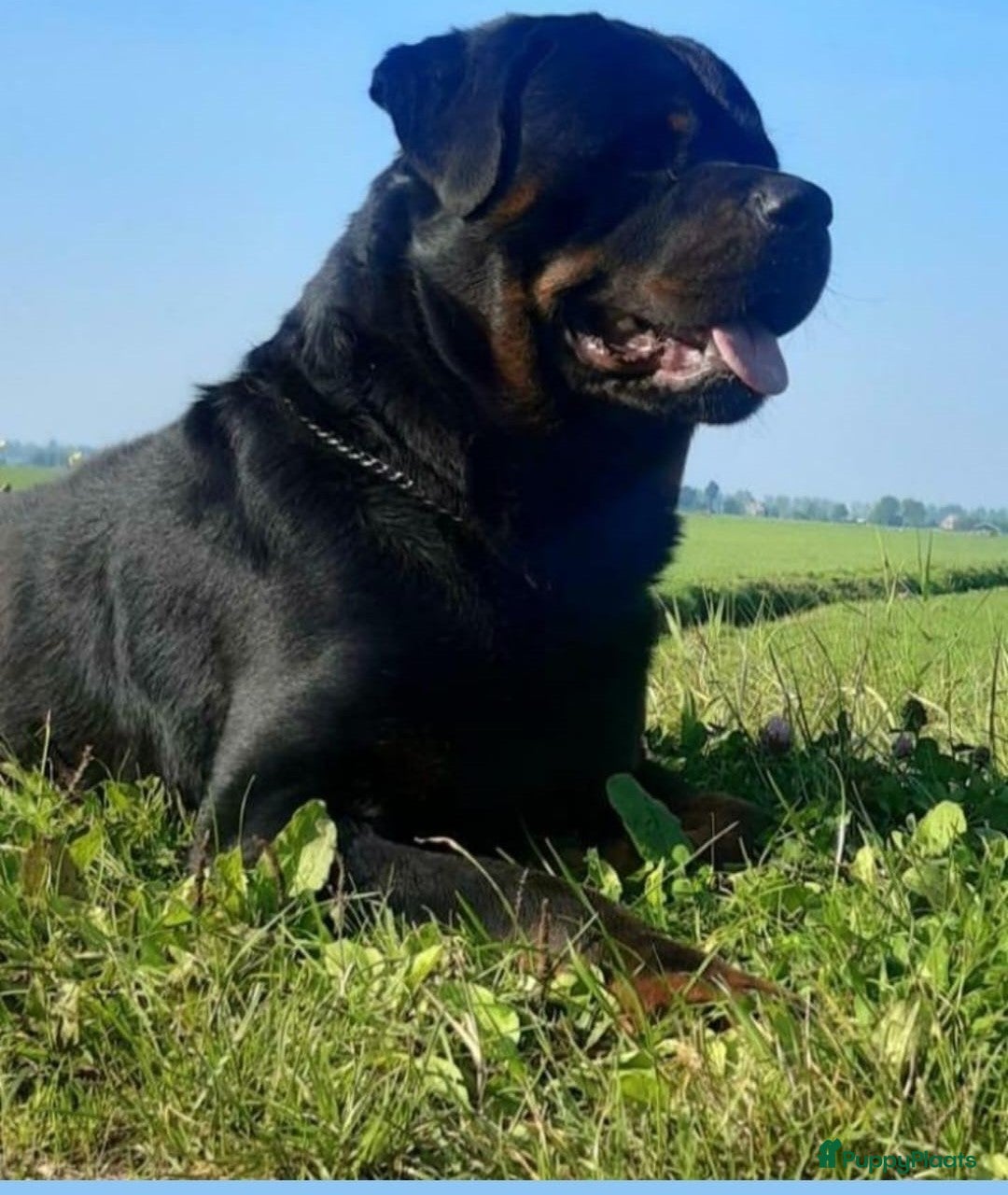 Rottweiler honden te koop: Mooie Rottweiler pups - Afbeelding 23