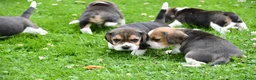 Beagle honden te koop: Prachtige Beagle pups  - Advertentie 29
