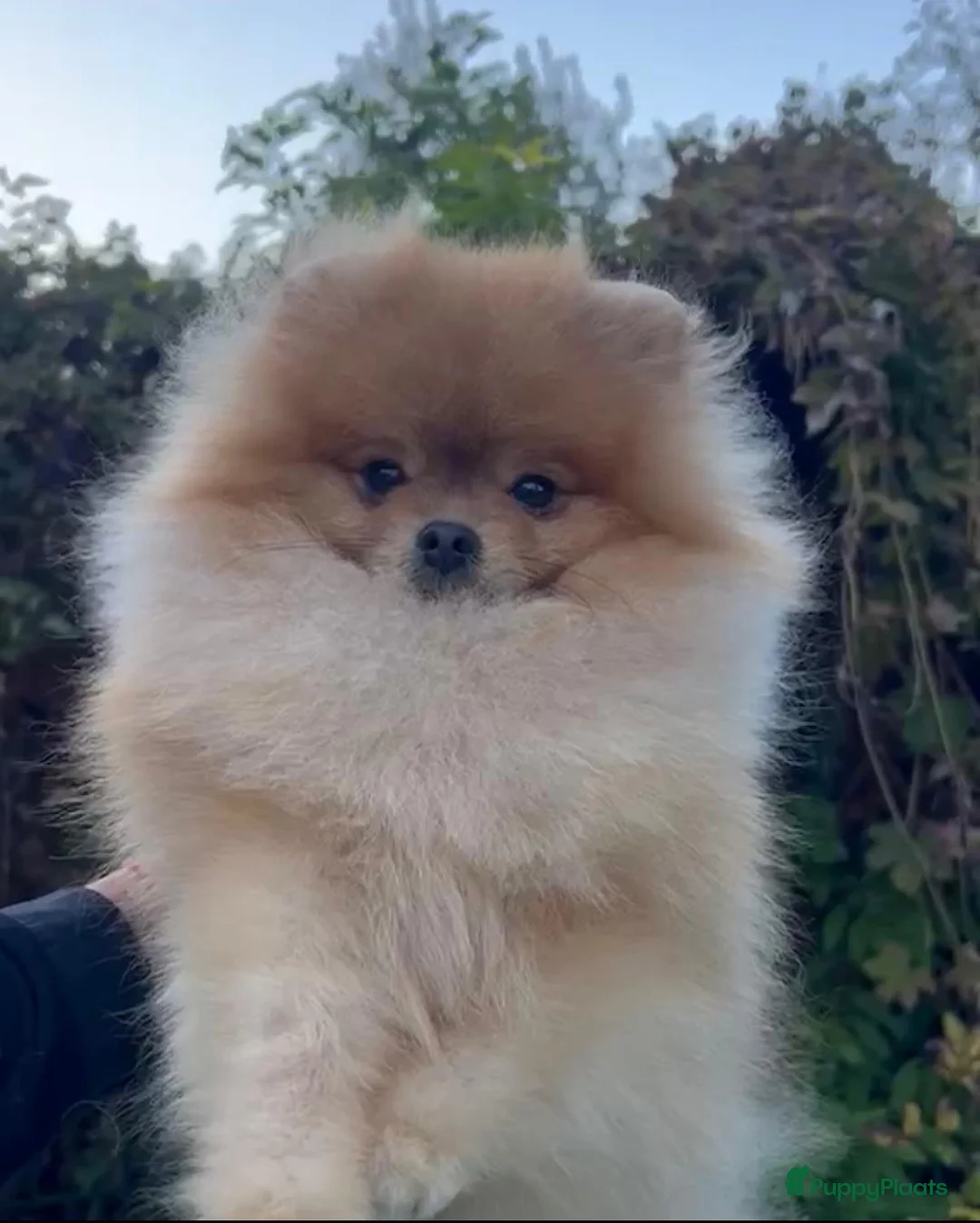Pomeriaan honden te koop: Raszuivere Pomeranian puppies te Koop - Advertentie 2