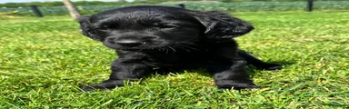 Kruising Puppy 3
