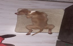 Pitbull Terriër honden ter dekking: Ajax/Jaxie ( DEKREU ) - Advertentie 9