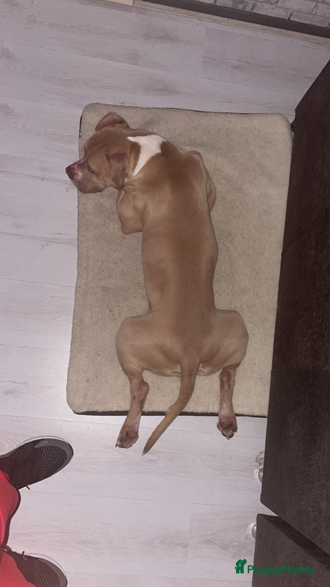 Pitbull Terriër honden ter dekking: Ajax/Jaxie ( DEKREU ) - Advertentie 9
