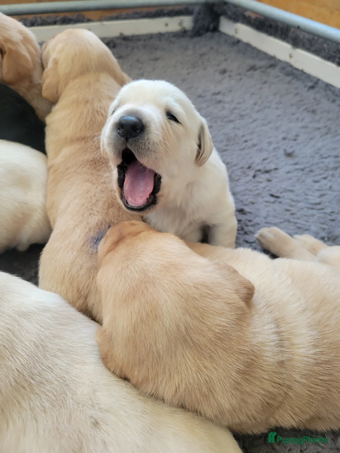 Labrador Retriever honden te koop: STAMBOOM FIELDTRIAL LABRADOR PUPS - Advertentie 3