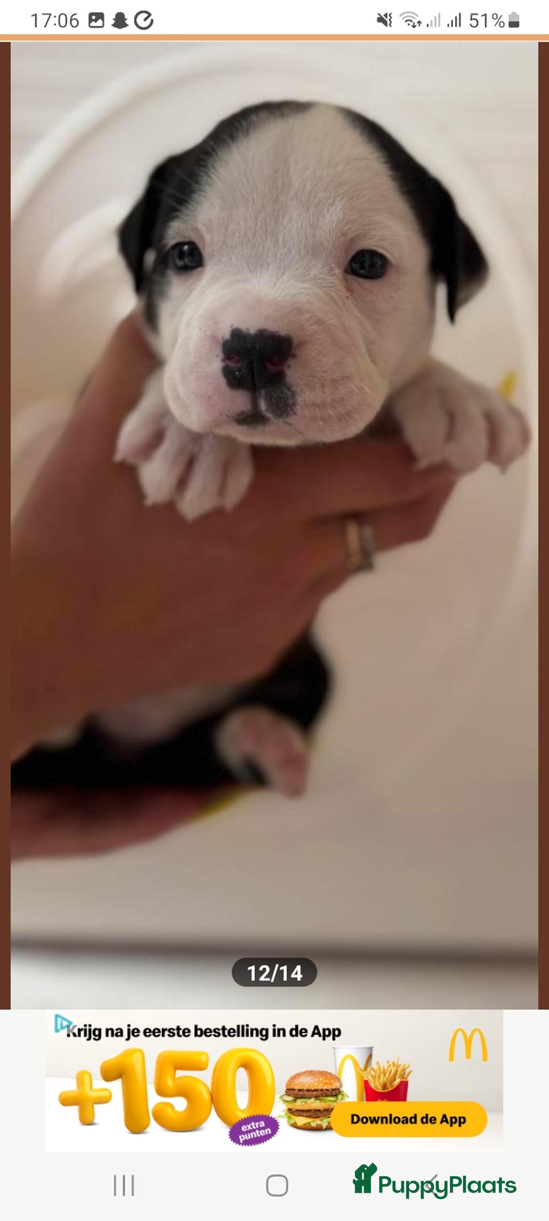 Old English Bulldog honden te koop: Old english bulldog x pocket bully xl  - Afbeelding 4