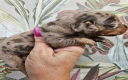 Teckel (korthaar)  honden te koop: De allermooiste dwergteckel pupjes!! - Afbeelding 8