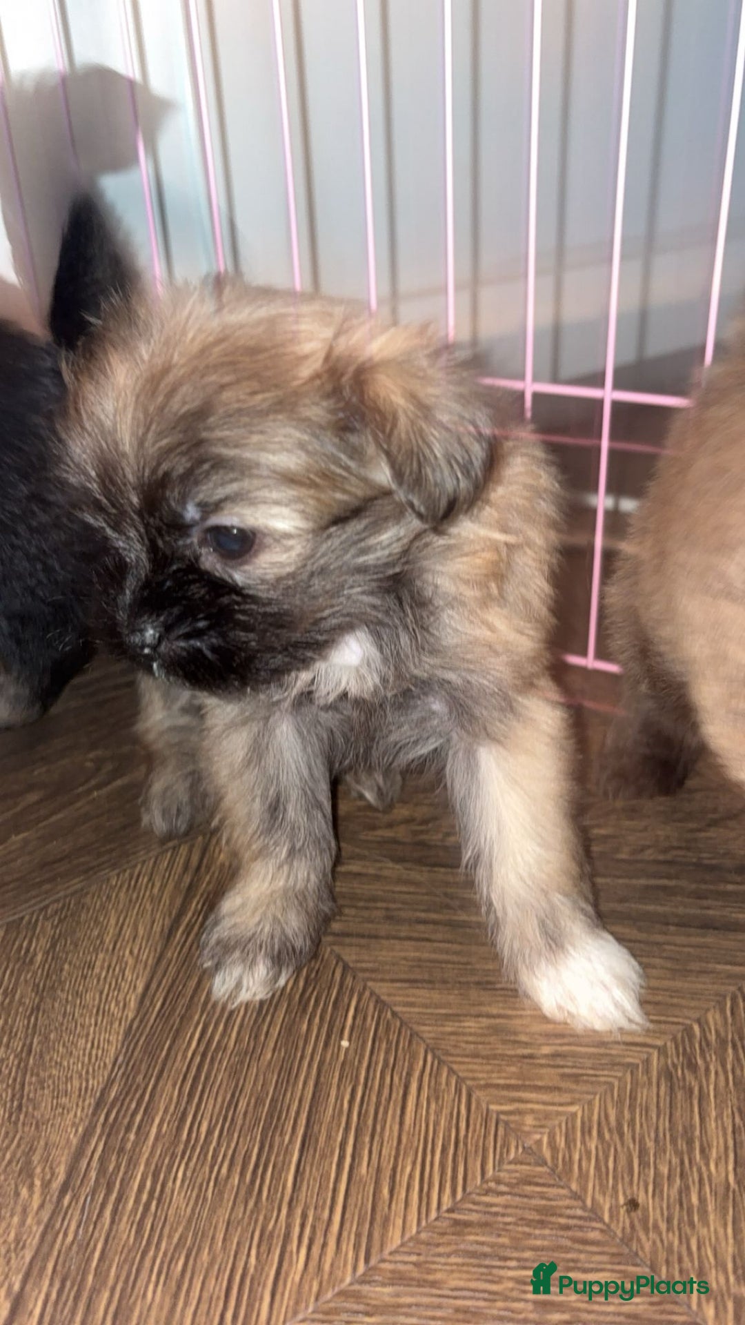 Kruising honden te koop: Lieve pups zoeken een liefdevol thuis - Advertentie 4