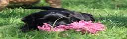 Cockapoo honden te koop: Cockapoo pups - Advertentie 9