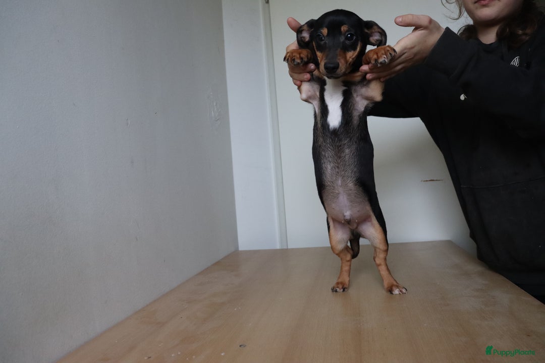 Jack Russel Terriër honden te koop: Mega Mooie jacks te koop - Advertentie 15