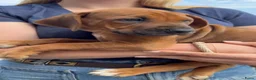 Rhodesian Ridgeback honden te koop: Rhodesian ridgeback pups - Advertentie 4