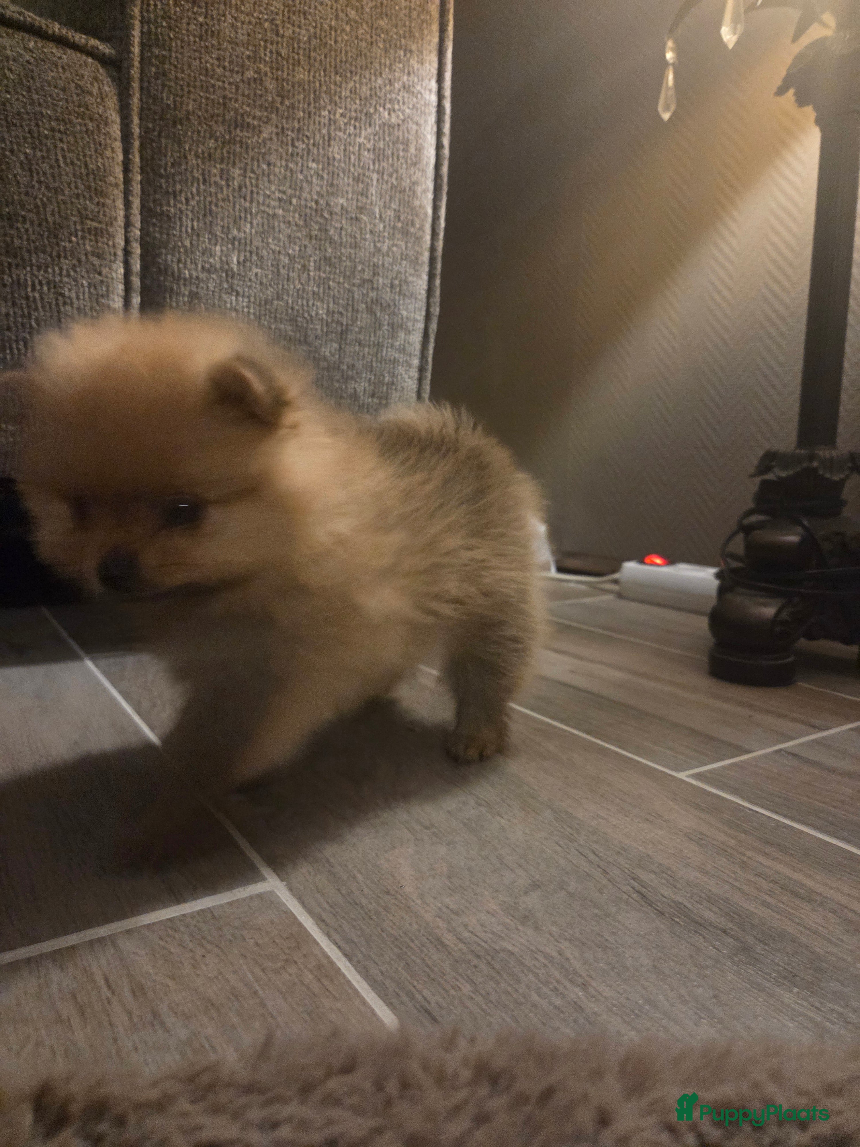 Pomeriaan honden Mooie pomeriaanpups te koop - Advertentie 2