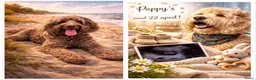 Australian Labradoodle honden te koop: Australian labradoodle pup! - Advertentie 3