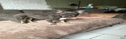 Franse Bulldog honden te koop: Franse Bulldog reu blu tan  - Advertentie 3