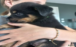 Rottweiler honden te koop: Nog 3 super lieve rottweiler reutjes. - Afbeelding 22
