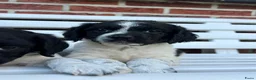 Kruising honden te koop: Friese Stabij pups - Advertentie 7